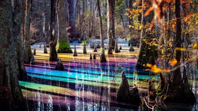 В чём секрет серебристой подсветки и радужного блеска гнилых болот в парке Вирджинии?