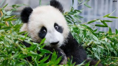 Панда Катюша вышла в большой вольер (видео)