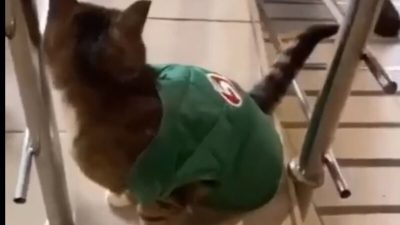 В подмосковной «Пятёрочке» кот стал сотрудником магазина (видео)