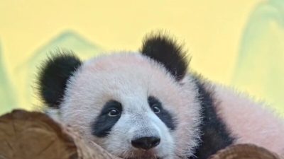 Опасные игры: панда Катюша поранила сотрудника зоопарка (фото)