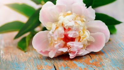 История об истинной красоте «уродливой женщины», ставшей императрицей Китая