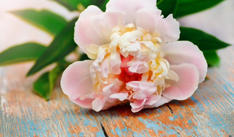 В мире, где красота часто приравнивается к ценности, история «некрасивой женщины», ставшей королевой, напоминает нам, что истинная красота заключается в силе характера и глубине мудрости. (Shutterstock) | Epoch Times Россия