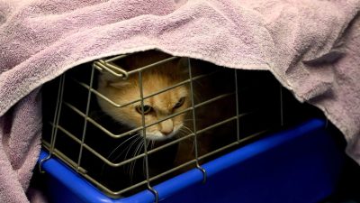 «Аэрофлот» разрешил перевозить питомцев в салоне самолёта