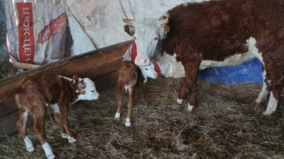 В Забайкальском крае корова родила сразу двух телят