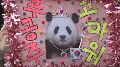 Южная Корея скорбит по панде Фу Бао, которую увозят в Китай (видео)