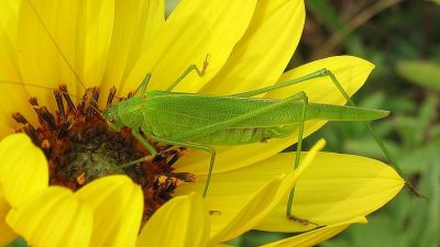 Кузнечик: ночной скрипач