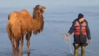 Верблюдов вытащили из водного плена в Казахстане (видео)