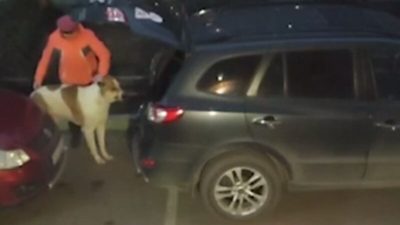 Женщина привязала хромого алабая к машине и протащила по трассе (видео)