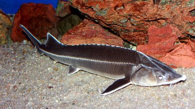 Росрыболовство предложило разрешить вылов стерляди на Волге