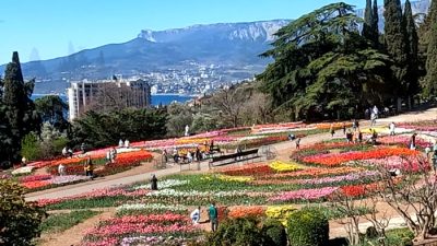 Уникальная коллекция тюльпанов Никитского сада (фотообзор)