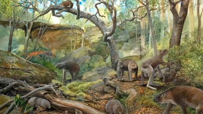 В Австралии найдены три новых вида вымерших гигантских кенгуру