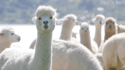 Альпака: милый верблюд Южной Америки