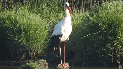 Аисты: птицы, приносящие мир и детей
