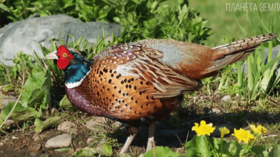 Фазан: изящество и красота