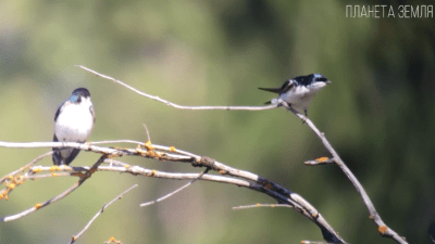 Ласточка: птица, которая ест на лету