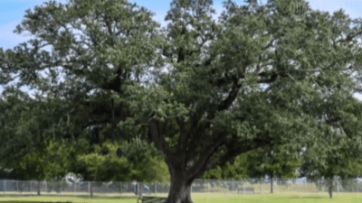 Дуб: царь среди деревьев