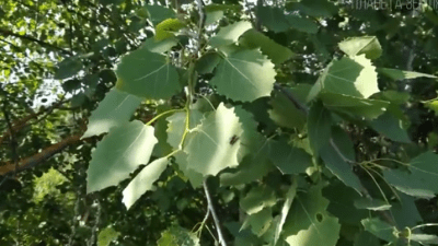 Осина: о чём она шепчет