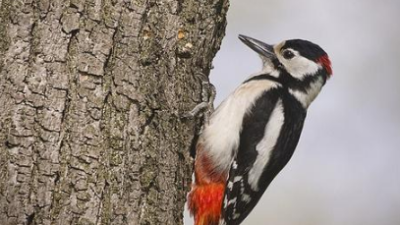 Дятел: санитар леса