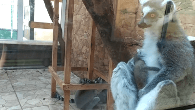 В Омском зоопарке родился лемур (видео)
