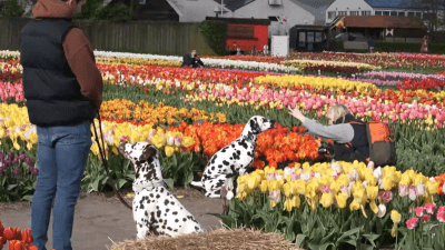В Нидерландах открыли специальный парк для туристов (видео)