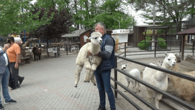 В крымском зоопарке альпакам сделали модные стрижки