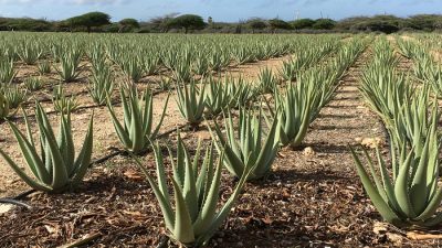 Алоэ вера: как самостоятельно сделать маску для волос с алоэ вера