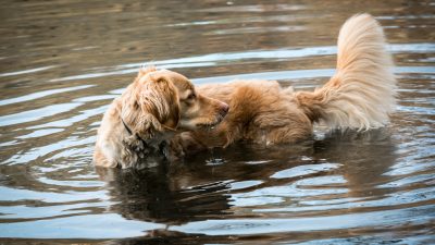 Эвакуация животных в подтопленном Орске не оставит вас равнодушными (видео)