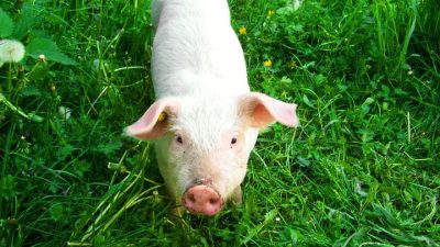 Мужчина завёл свинью в квартире и разозлил соседей (видео)