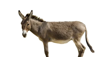 Рассказ Альфонса Доде «Мул Папы»