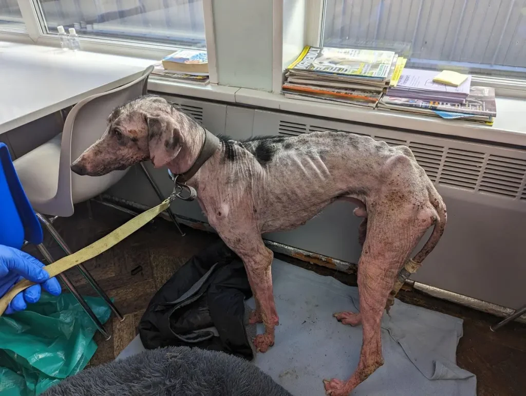 Лука, когда его нашли. (RSPCA)