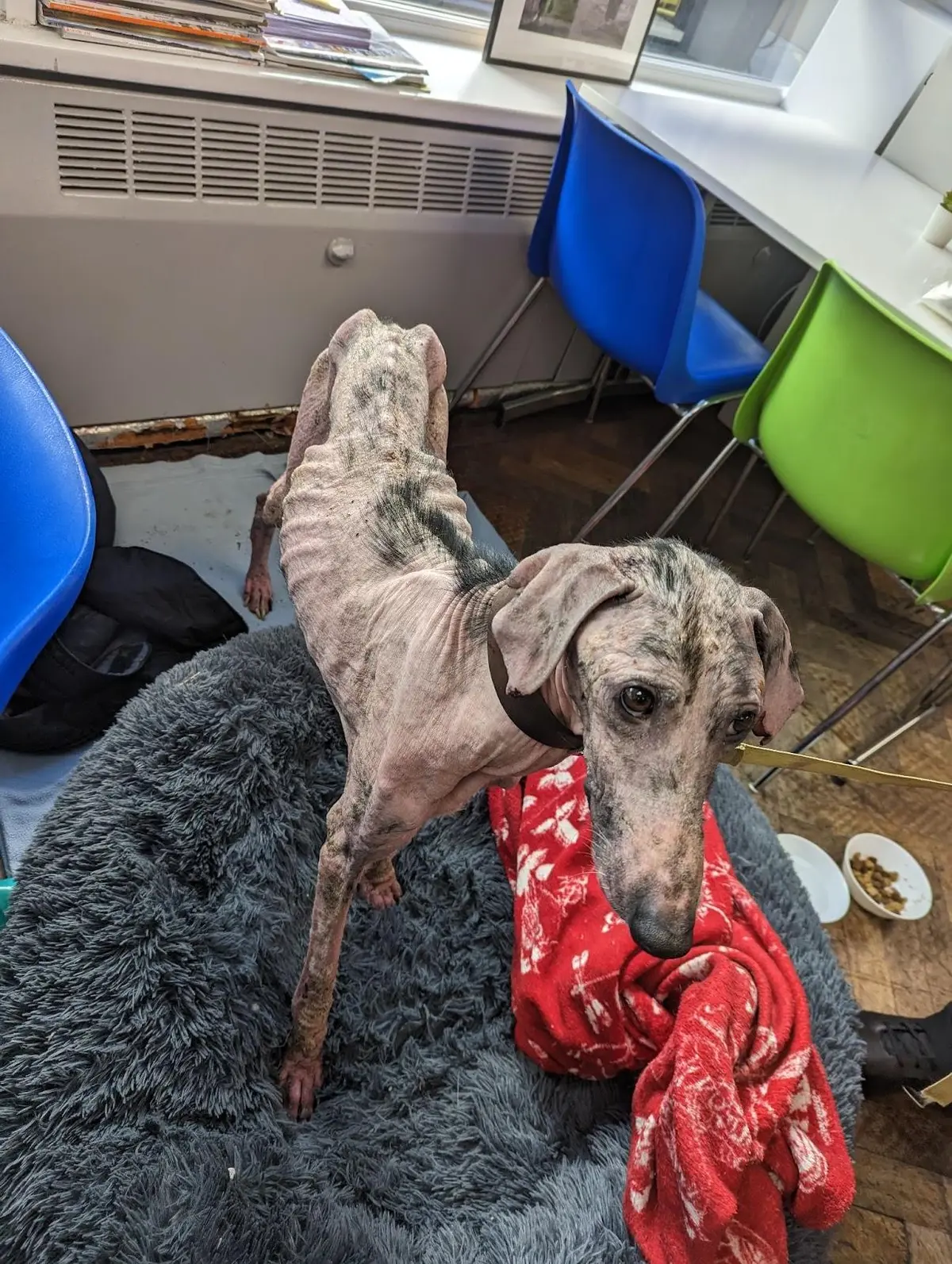 (RSPCA)