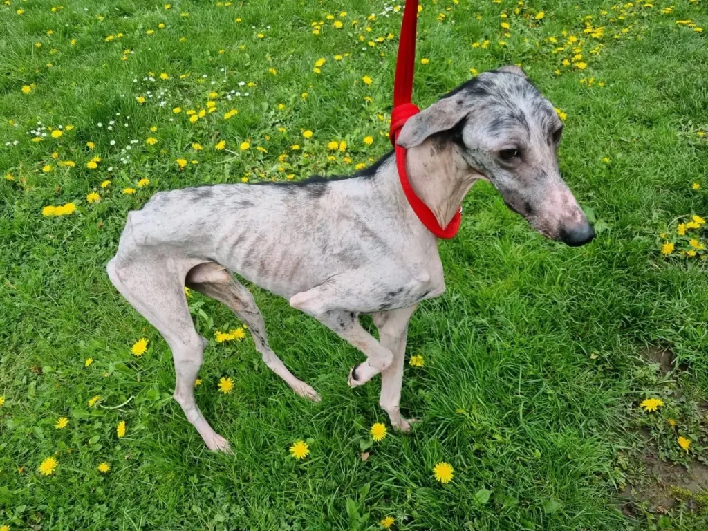 (RSPCA)