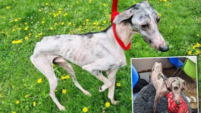 Несколько служб Великобритании спасали жизнь замученной собаки