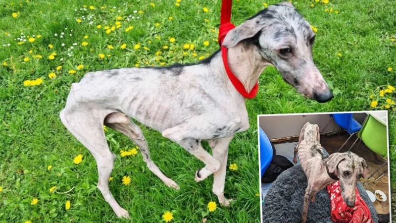 (RSPCA)