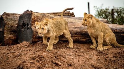 В Подмосковье тонет приют для львов и тигров «Земля прайда» (видео)