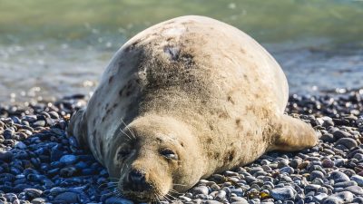В Ленинградской области спасли детёнышей тюленя и нерпы от неминуемой гибели
