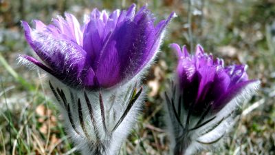 Волшебные поляны сон-травы в Крыму близ пещерного древнего монастыря