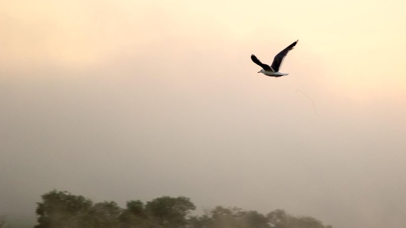 Влияние естественного света на фотографию: картину рисует природа