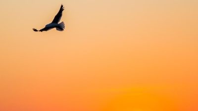 Влияние естественного света на фотографию: картину рисует природа