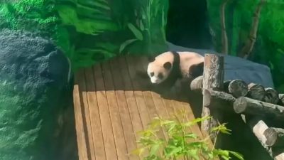 Утренний сон пандочки Катюши и вольерные прогулки (видео)