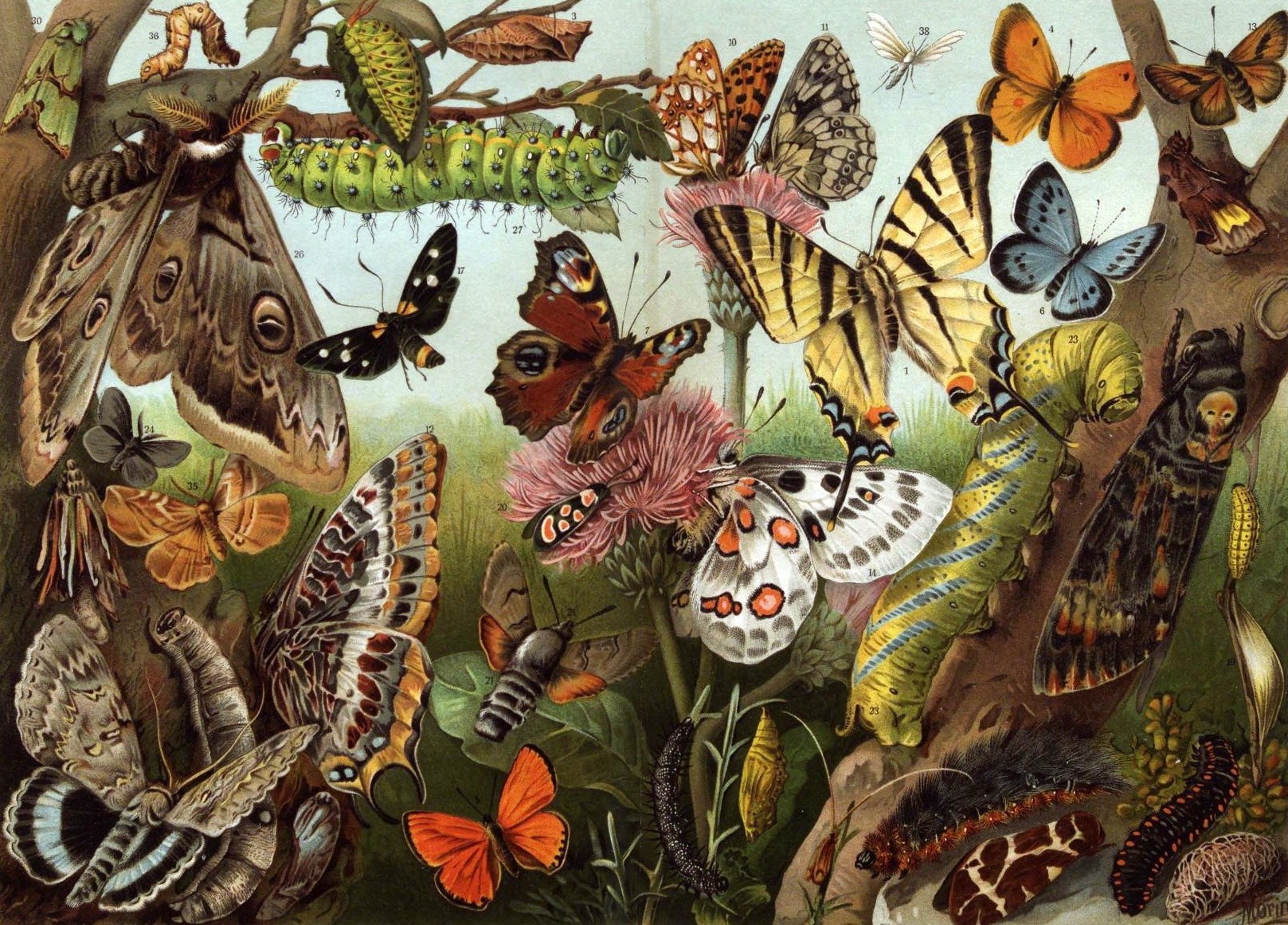 Бабочки — летающие цветы