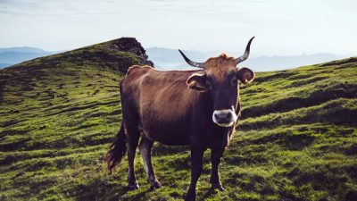 Как ребёнок просто и мудро разрешил спор двух семей