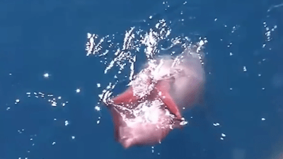 Рыбаки поймали самое большое существо за всю современную историю