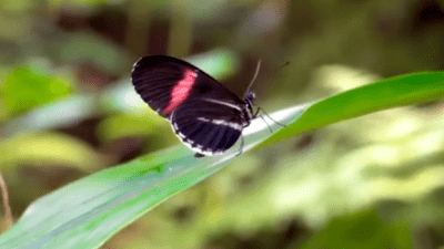 Редкие экзотические бабочки поселились в тропической оранжерее в Италии