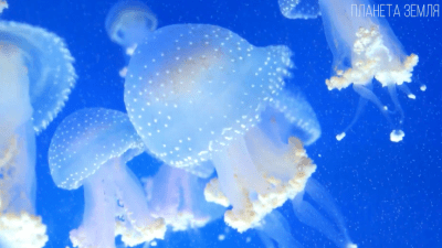 Медуза: мастер выживания