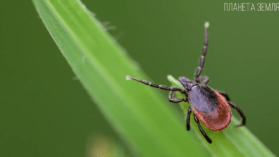 Клещ: маленький паразит