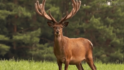 Олень: символ света и чистоты
