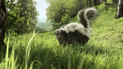 Скунс: полосатый парфюмер