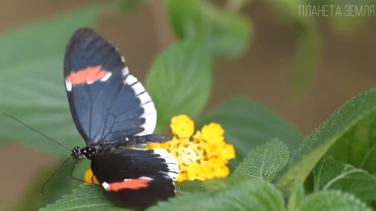 Бабочки — летающие цветы