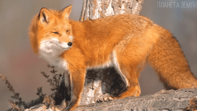 Лиса: рыжая плутовка